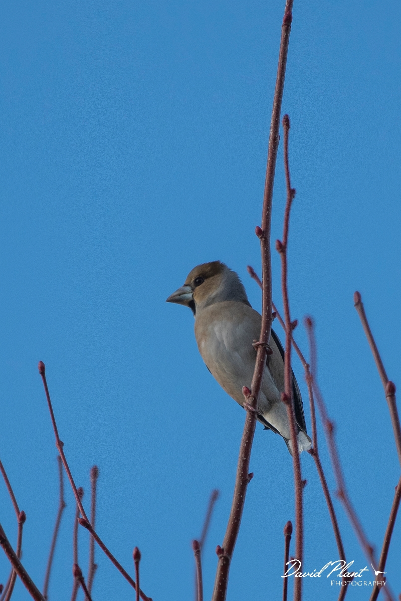 David Plant Photography - Wildlife Photography - Hawfinch - A.JPG - Hawfinch - Hertfordshire