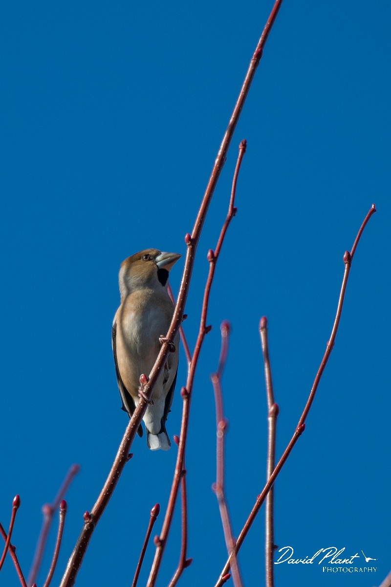 David Plant Photography - Wildlife Photography - Hawfinch - B.JPG - Hawfinch - Hertfordshire