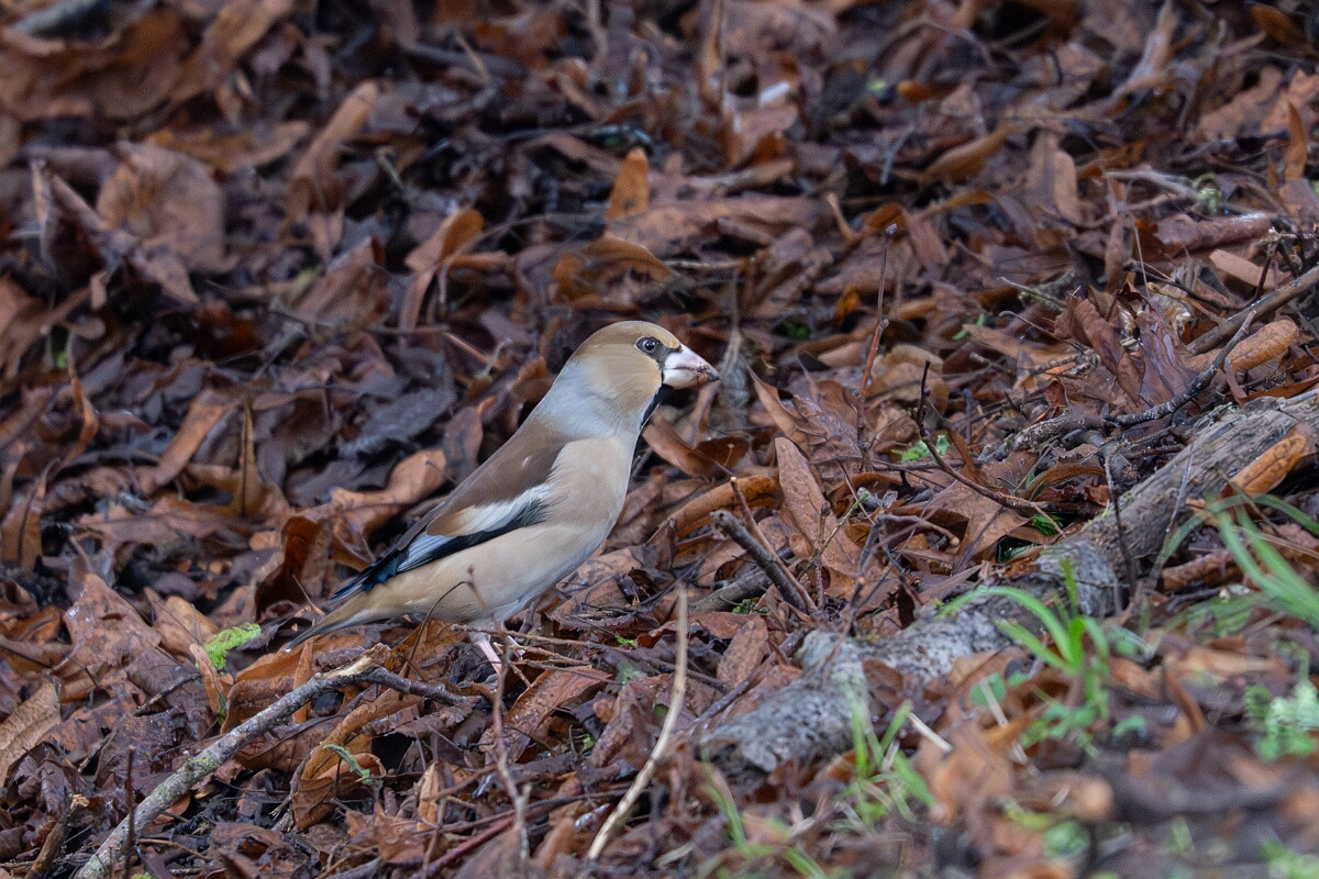 David Plant Photography - Wildlife Photography - Hawfinch - C.jpg - Hawfinch - Gloucestershire
