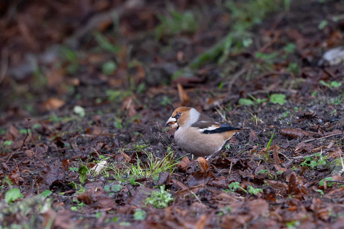 David Plant Photography - Wildlife Photography - Hawfinch - E.jpg - Hawfinch - Gloucestershire