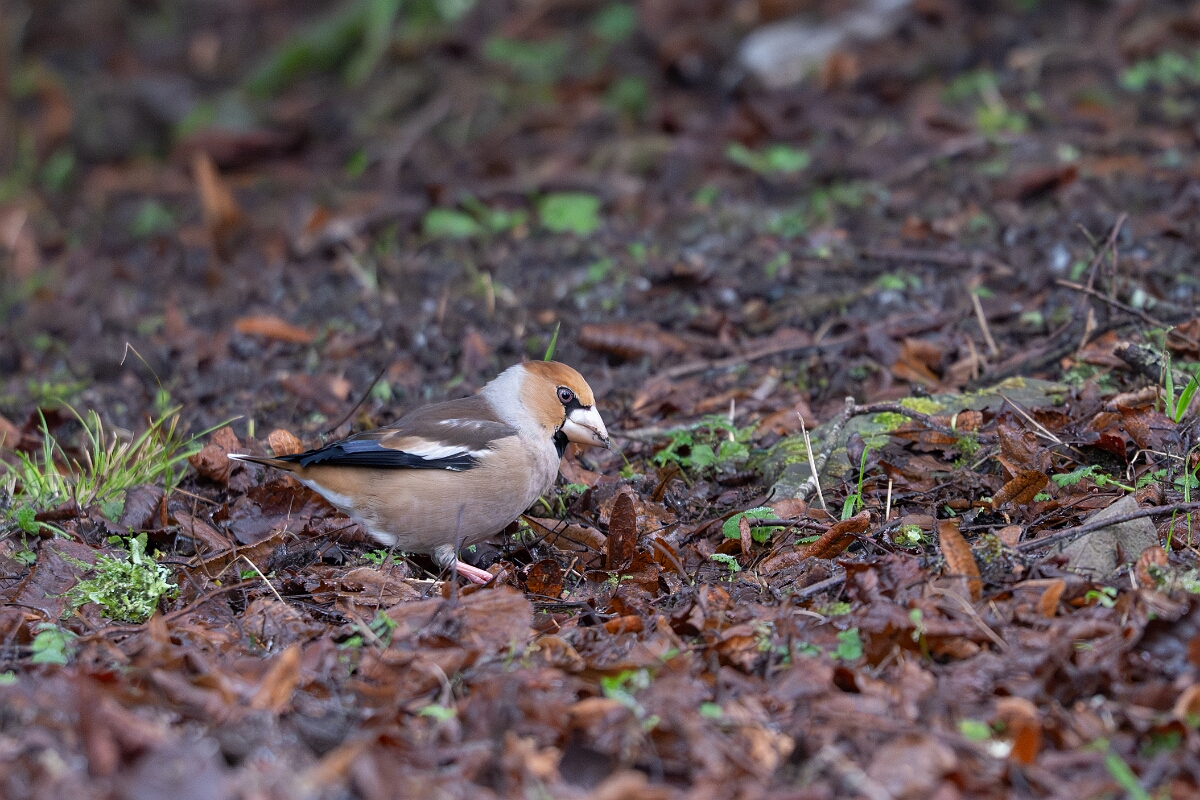 David Plant Photography - Wildlife Photography - Hawfinch - F.jpg - Hawfinch - Gloucestershire