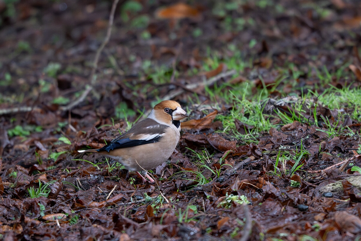 David Plant Photography - Wildlife Photography - Hawfinch - G.jpg - Hawfinch - Gloucestershire