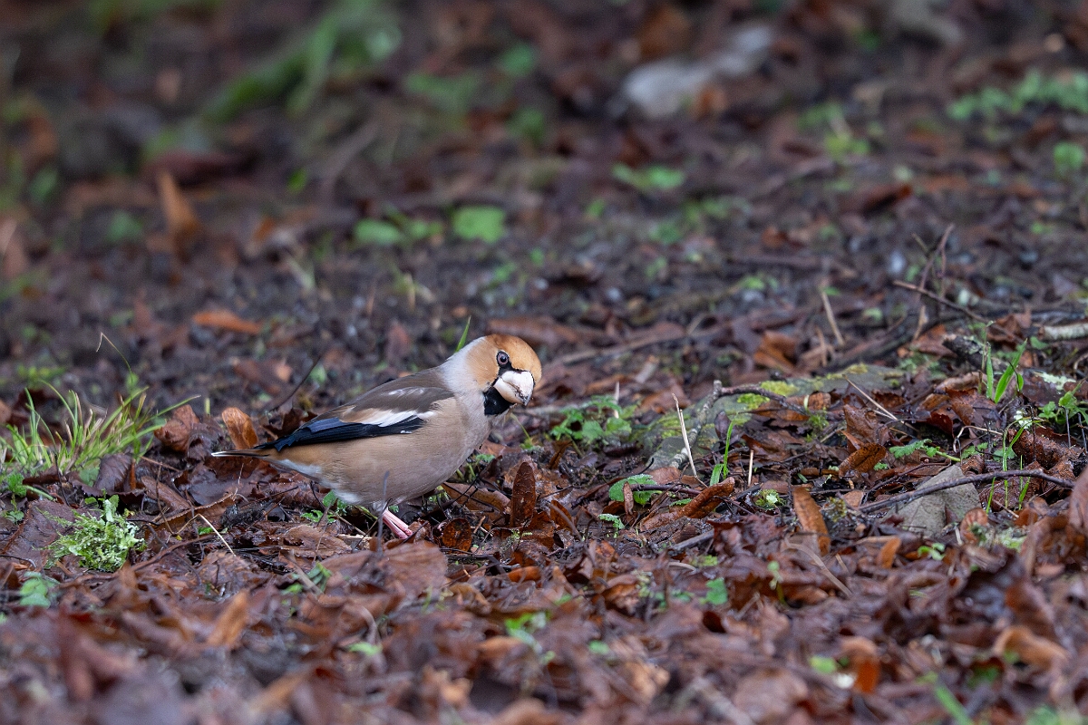 David Plant Photography - Wildlife Photography - Hawfinch - H.jpg - Hawfinch - Gloucestershire