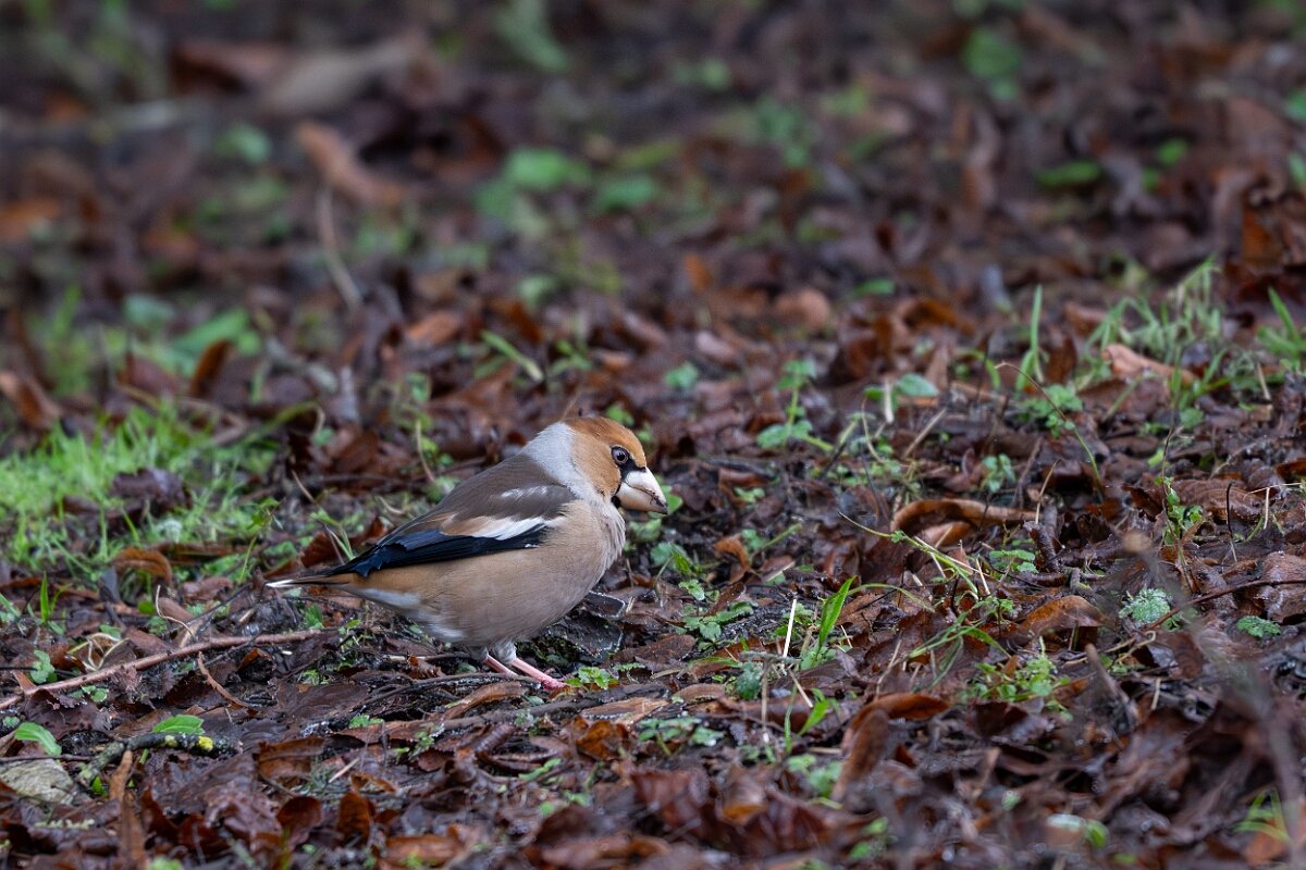 David Plant Photography - Wildlife Photography - Hawfinch - I.jpg - Hawfinch - Gloucestershire