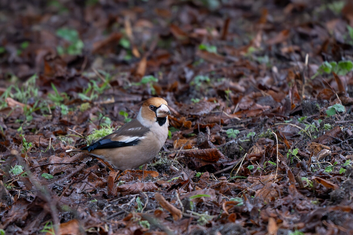 David Plant Photography - Wildlife Photography - Hawfinch - J.jpg - Hawfinch - Gloucestershire