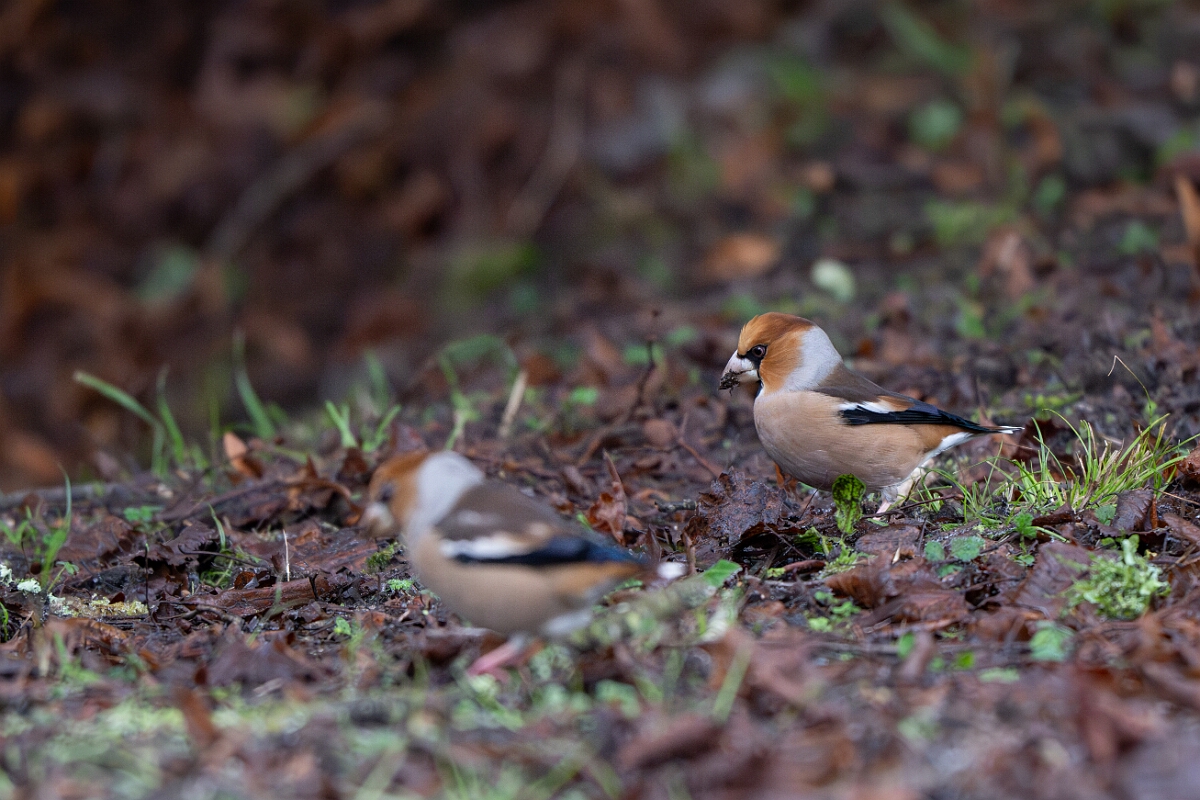David Plant Photography - Wildlife Photography - Hawfinch - K.jpg - Hawfinch - Gloucestershire