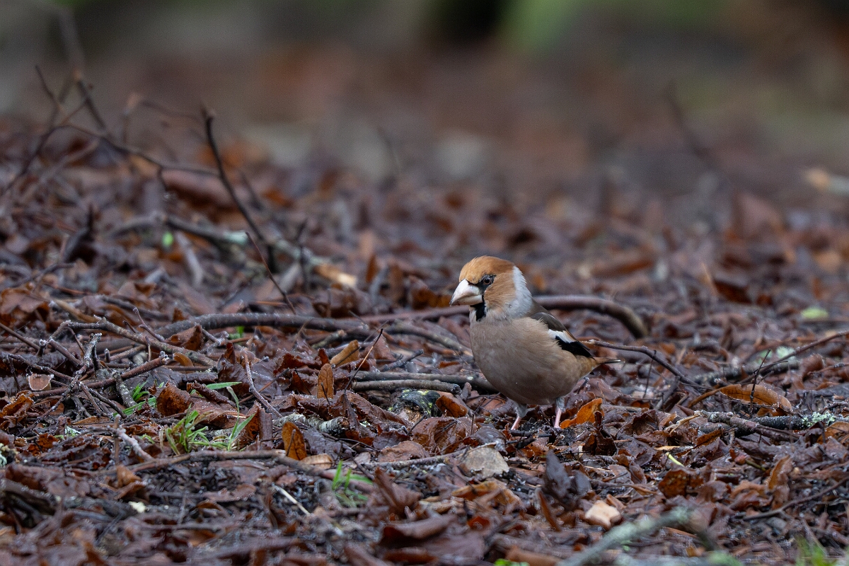 David Plant Photography - Wildlife Photography - Hawfinch - L.jpg - Hawfinch - Gloucestershire