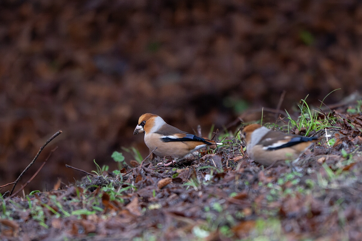 David Plant Photography - Wildlife Photography - Hawfinch - M.jpg - Hawfinch - Gloucestershire