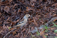David Plant Photography - Wildlife Photography - Hawfinch - C