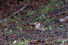 David Plant Photography - Wildlife Photography - Hawfinch - D