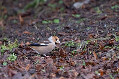 David Plant Photography - Wildlife Photography - Hawfinch - F