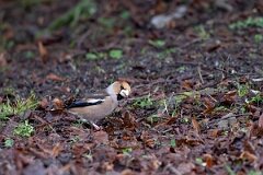 David Plant Photography - Wildlife Photography - Hawfinch - H