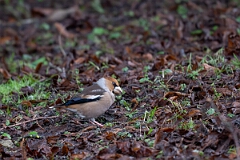 David Plant Photography - Wildlife Photography - Hawfinch - I
