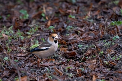 David Plant Photography - Wildlife Photography - Hawfinch - J