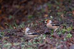 David Plant Photography - Wildlife Photography - Hawfinch - K