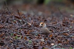 David Plant Photography - Wildlife Photography - Hawfinch - L