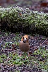 David Plant Photography - Wildlife Photography - Hawfinch - N