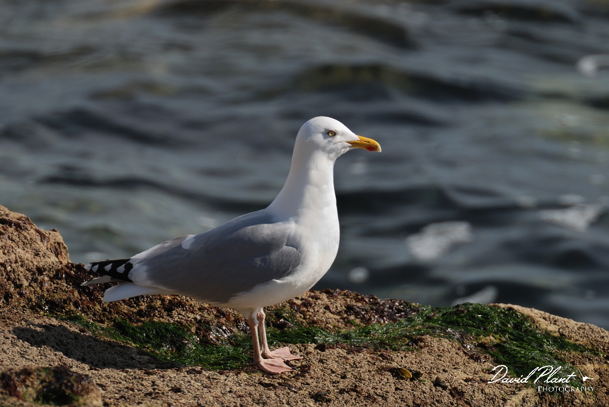 David Plant Photography - Wildlife Photography - Herring gull - A.jpg - Herring gull - Dorset