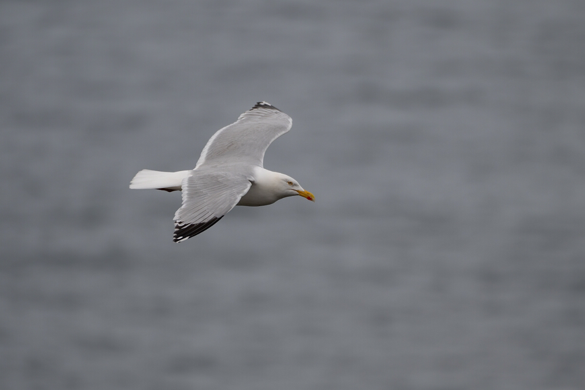 David Plant Photography - Wildlife Photography - Herring gull - AB.jpg - Herring gull - Cornwall
