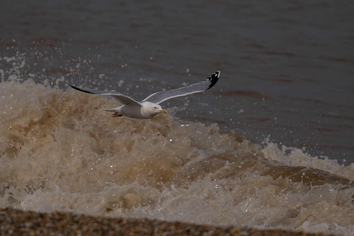 David Plant Photography - Wildlife Photography - Herring gull - AC.jpg - Herring gull flying along waves - Suffolk