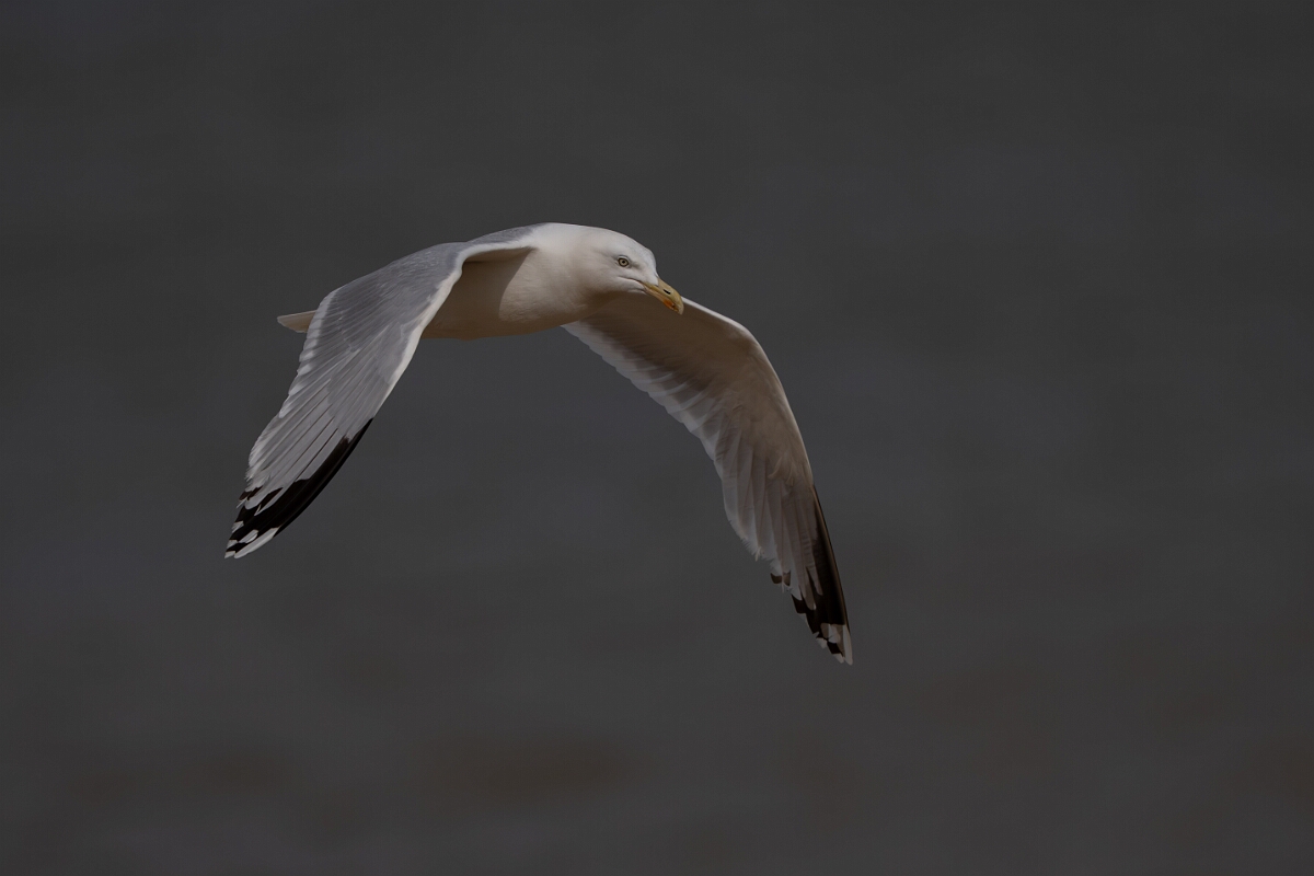 David Plant Photography - Wildlife Photography - Herring gull - AE.jpg - Herring gull - Suffolk