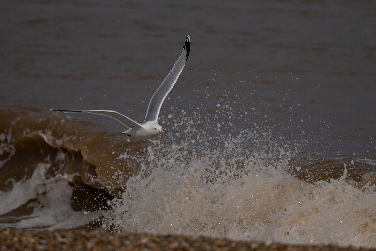 David Plant Photography - Wildlife Photography - Herring gull - AF.jpg - Herring gull flying along waves - Suffolk