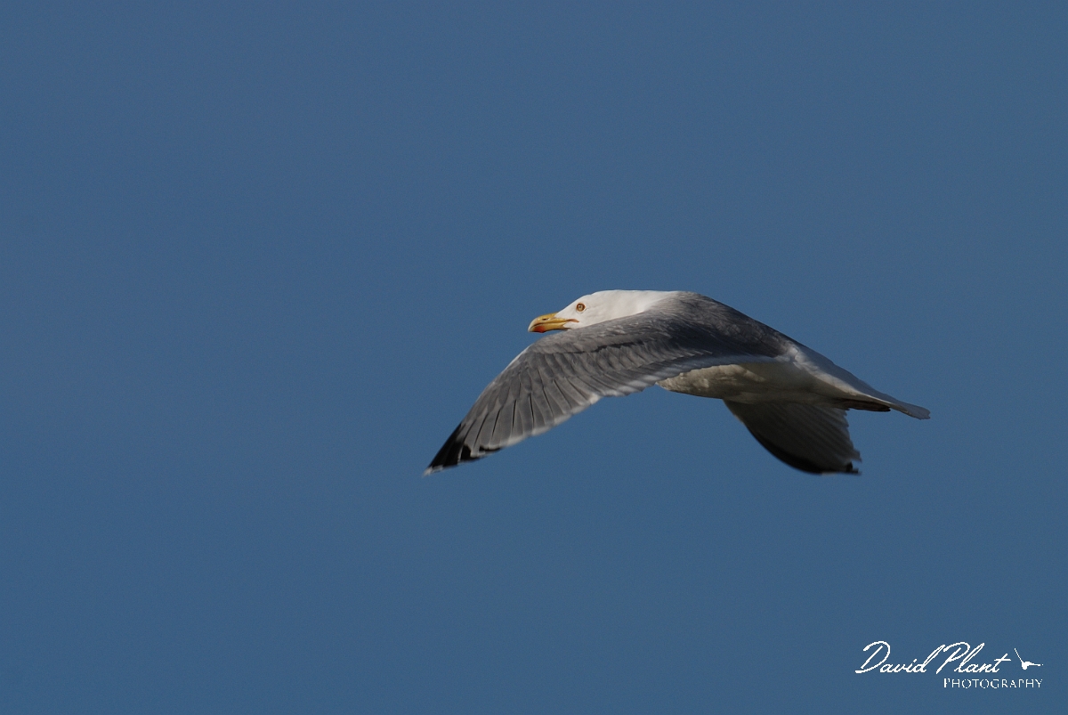 David Plant Photography - Wildlife Photography - Herring gull - C.jpg - Herring gull in flight - Dorset
