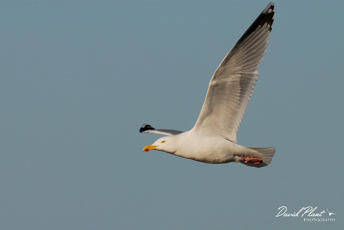 David Plant Photography - Wildlife Photography - Herring gull - D.jpg - Herring gull in flight - Norfolk