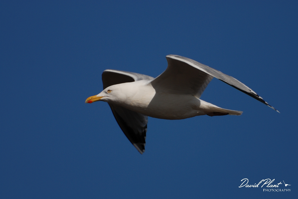 David Plant Photography - Wildlife Photography - Herring gull - E.jpg - Herring gull in flight - Norfolk