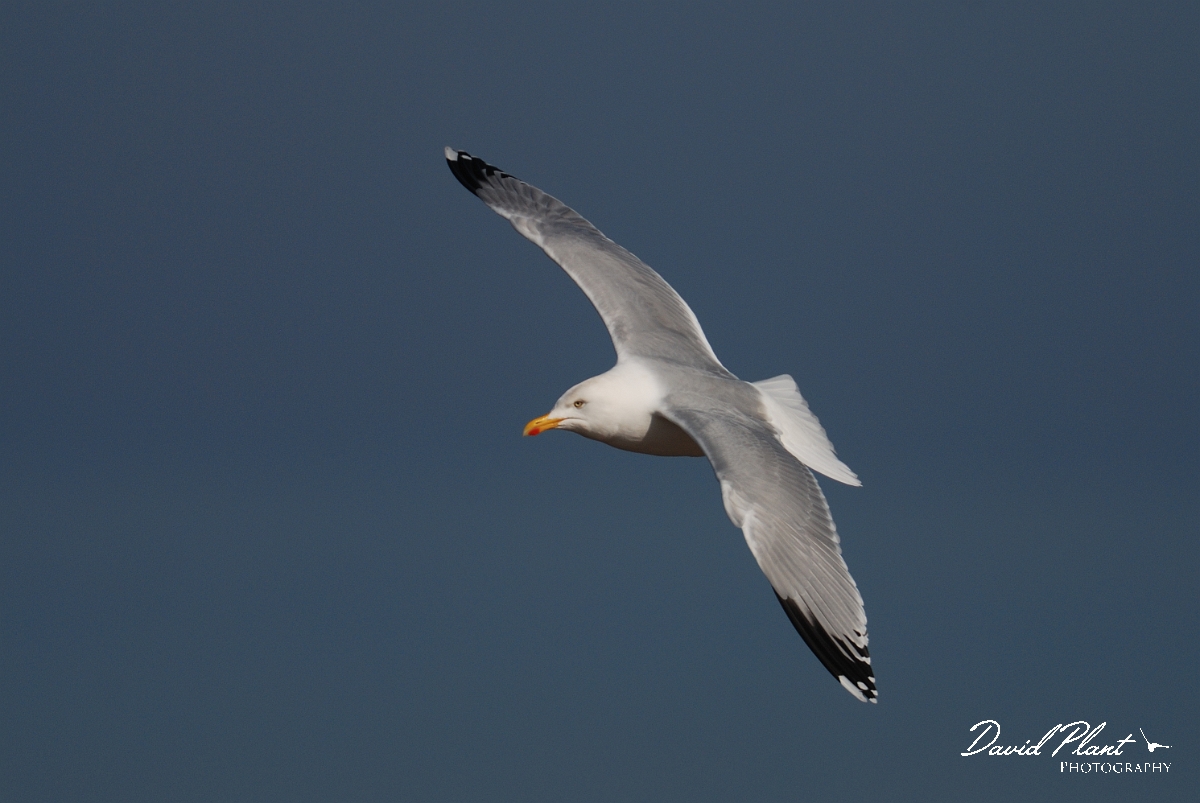 David Plant Photography - Wildlife Photography - Herring gull - F.jpg - Herring gull in flight - Norfolk