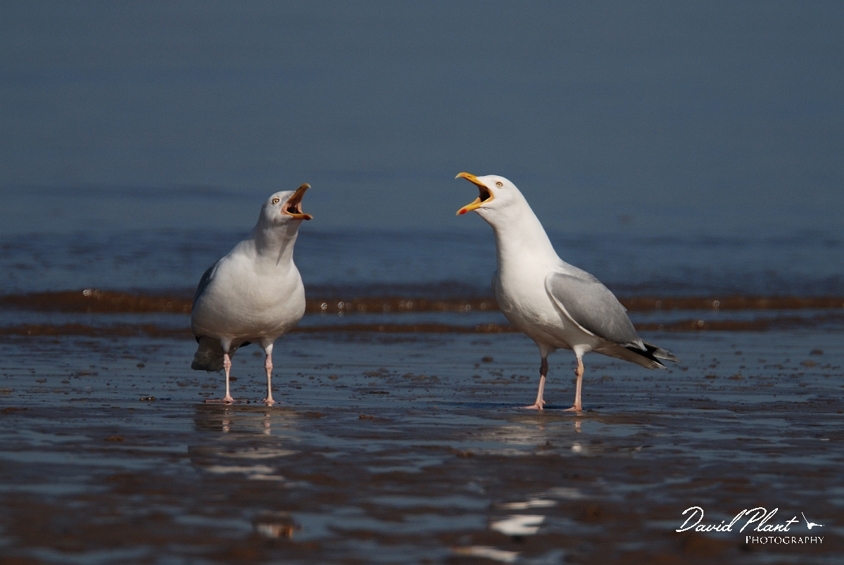 David Plant Photography - Wildlife Photography - Herring gull - G.jpg - Herring gulls calling on beach - Norfolk