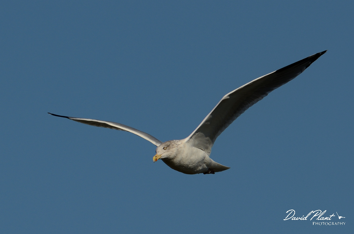 David Plant Photography - Wildlife Photography - Herring gull - H.jpg - Herring gull , winter plumage, in flight - Norfolk