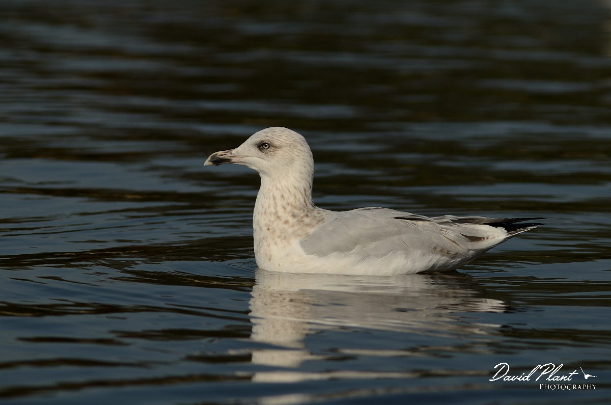 David Plant Photography - Wildlife Photography - Herring gull - I.jpg - Hering gull, third winter - East Sussex