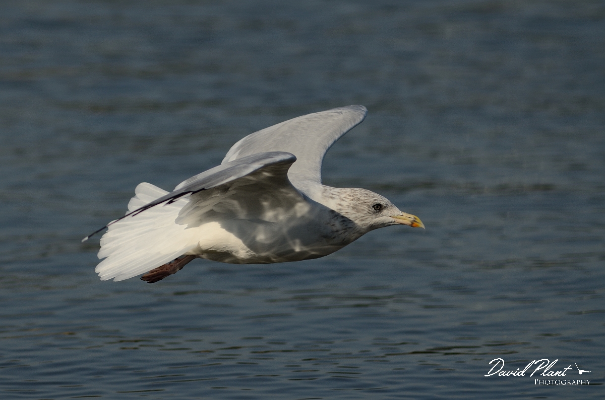 David Plant Photography - Wildlife Photography - Herring gull - J.jpg - Herring gull, adult winter inflight - East Sussex