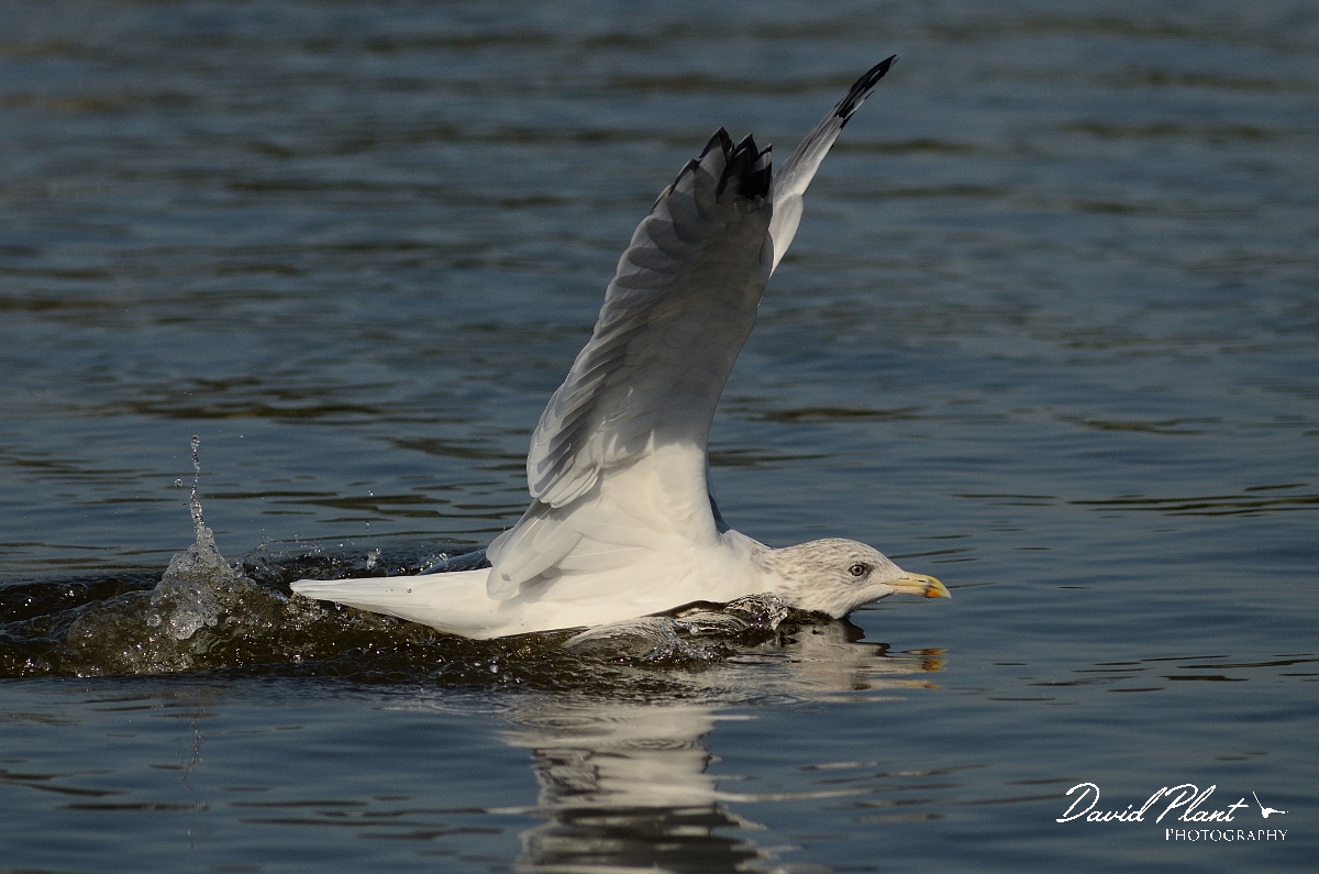David Plant Photography - Wildlife Photography - Herring gull - K.jpg - Herring gull, adult winter splash down - East Sussex