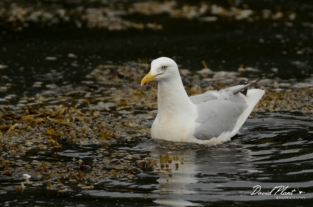 David Plant Photography - Wildlife Photography - Herring gull - L.jpg - Herring gull on loch - Argyll and Bute