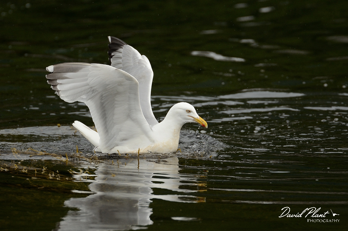 David Plant Photography - Wildlife Photography - Herring gull - M.jpg - Herring gull feeding - Argyll and Bute