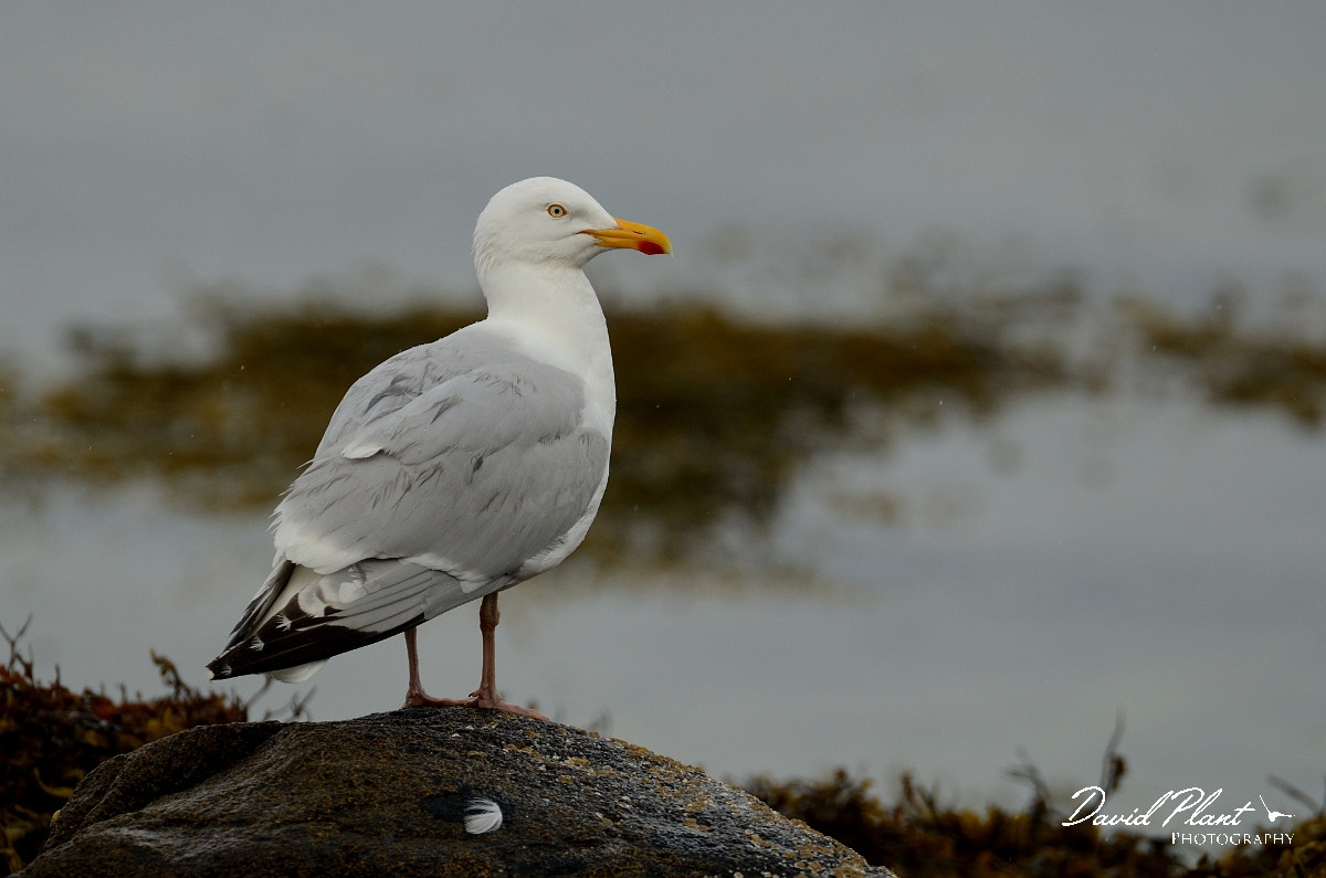 David Plant Photography - Wildlife Photography - Herring gull - N.jpg - Herring gull standing on rock - Argyll and Bute