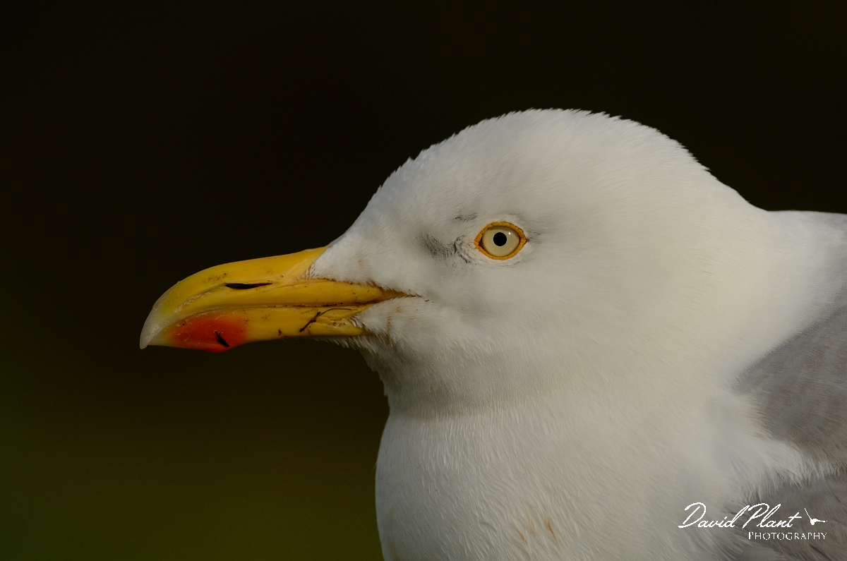 David Plant Photography - Wildlife Photography - Herring gull - P.jpg - Herring gull head - Anglesey