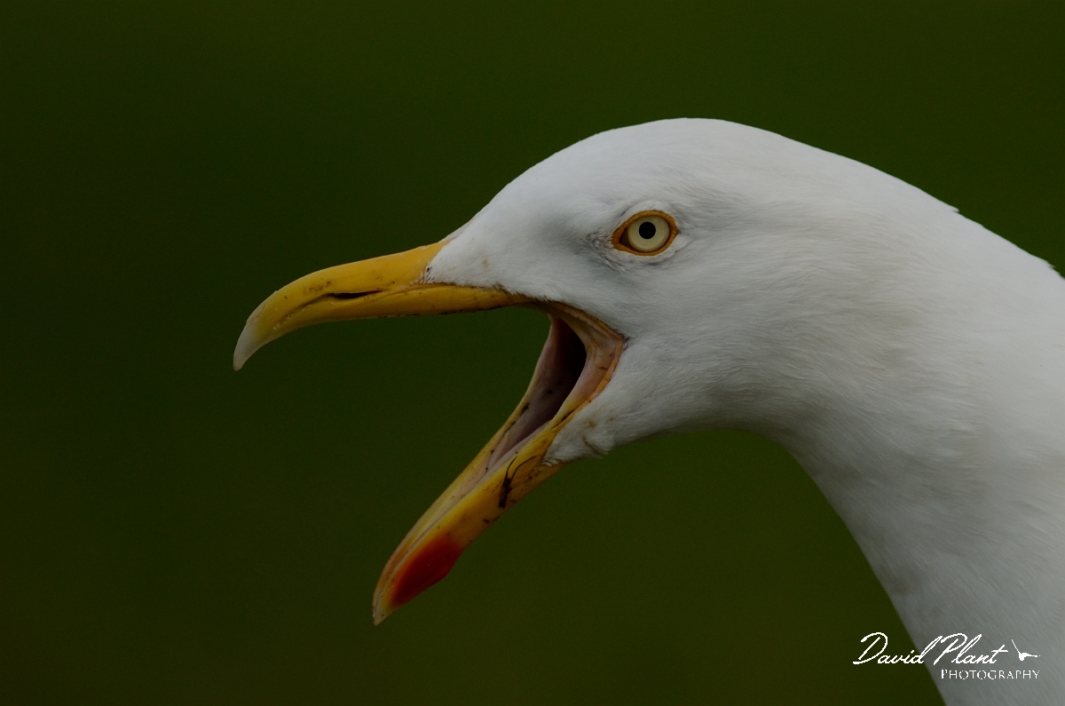 David Plant Photography - Wildlife Photography - Herring gull - Q.jpg - Herring gull calling - Anglesey