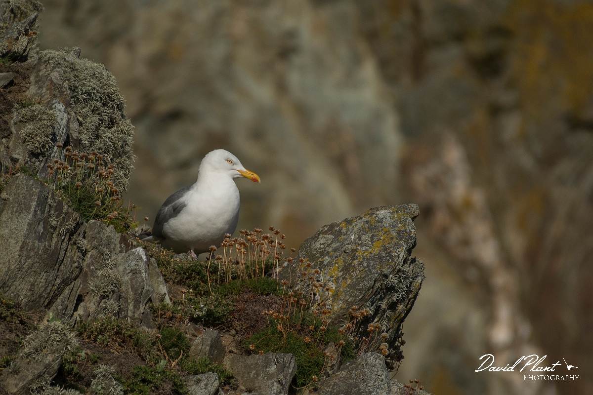 David Plant Photography - Wildlife Photography - Herring gull - R.jpg - Herring gull - Anglesey