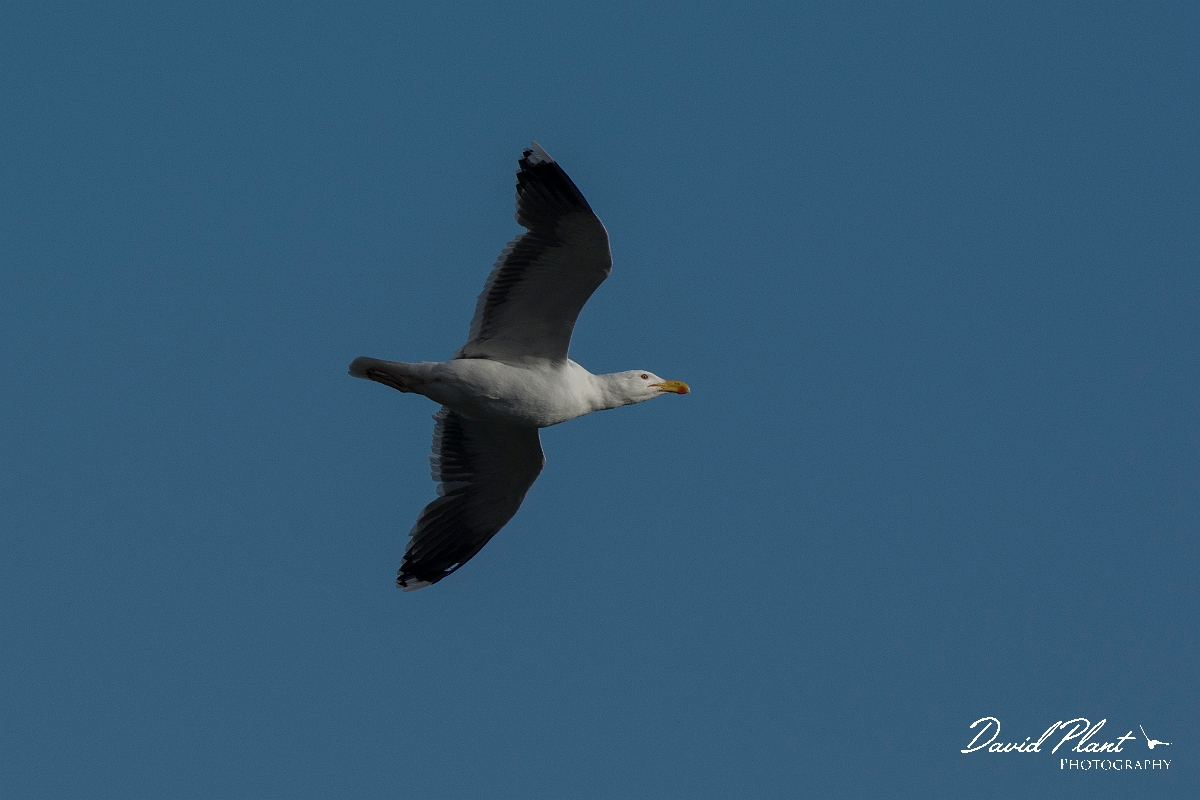 David Plant Photography - Wildlife Photography - Herring gull - T.jpg - Herring gull in flight - Anglesey