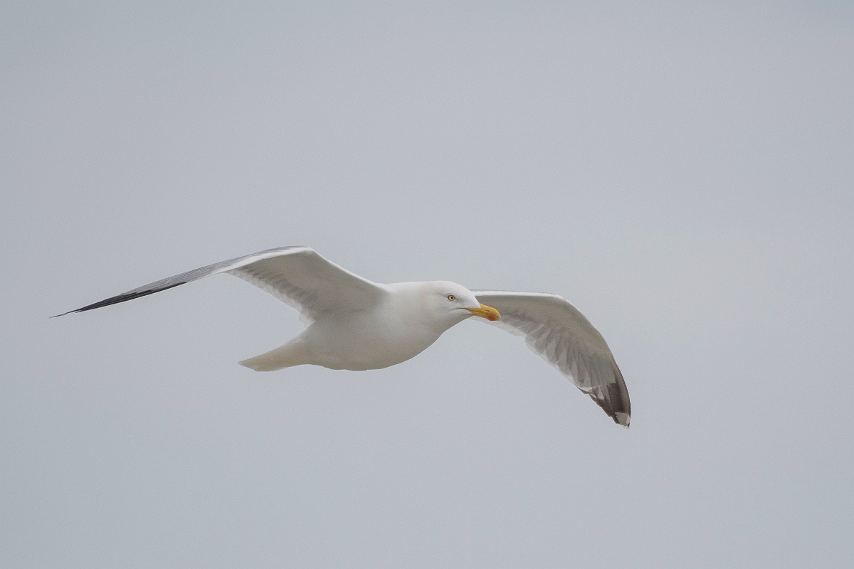 David Plant Photography - Wildlife Photography - Herring gull - Y.JPG - Herring gull in flight - Kent