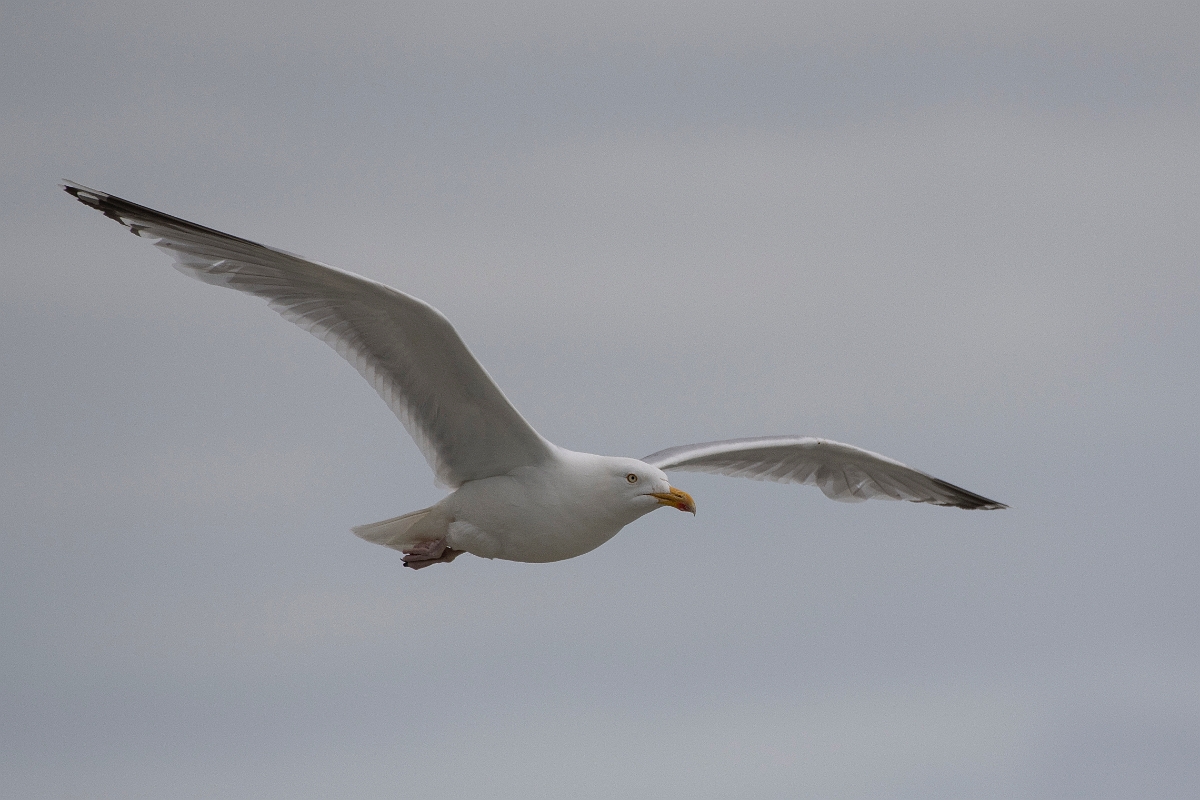David Plant Photography - Wildlife Photography - Herring gull - Z.JPG - Herring gull in flight - Kent