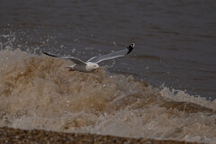 David Plant Photography - Wildlife Photography - Herring gull - AC
