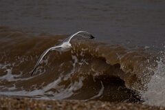 David Plant Photography - Wildlife Photography - Herring gull - AD