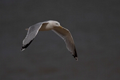 David Plant Photography - Wildlife Photography - Herring gull - AE