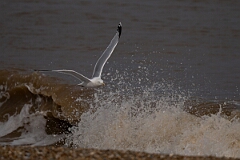 David Plant Photography - Wildlife Photography - Herring gull - AF