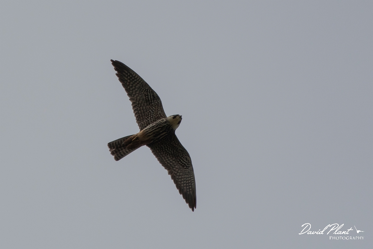 David Plant Photography - Wildlife Photography - Hobby - A.JPG - Hobby in flight - Kent