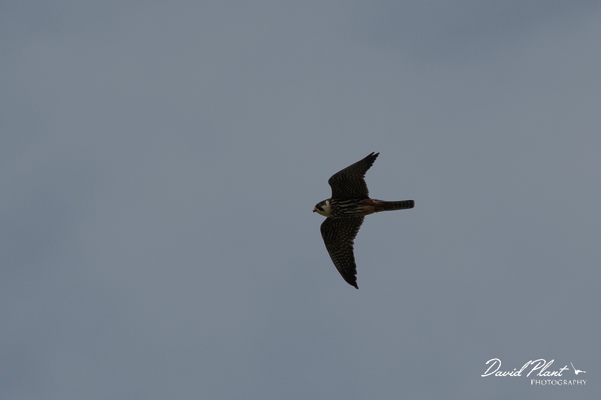 David Plant Photography - Wildlife Photography - Hobby - C.JPG - Hobby in flight - Kent